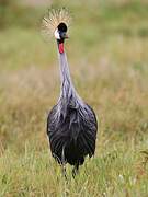 Grey Crowned Crane