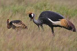 Grey Crowned Crane