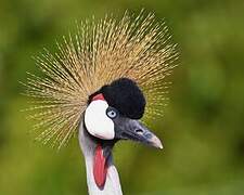 Grey Crowned Crane