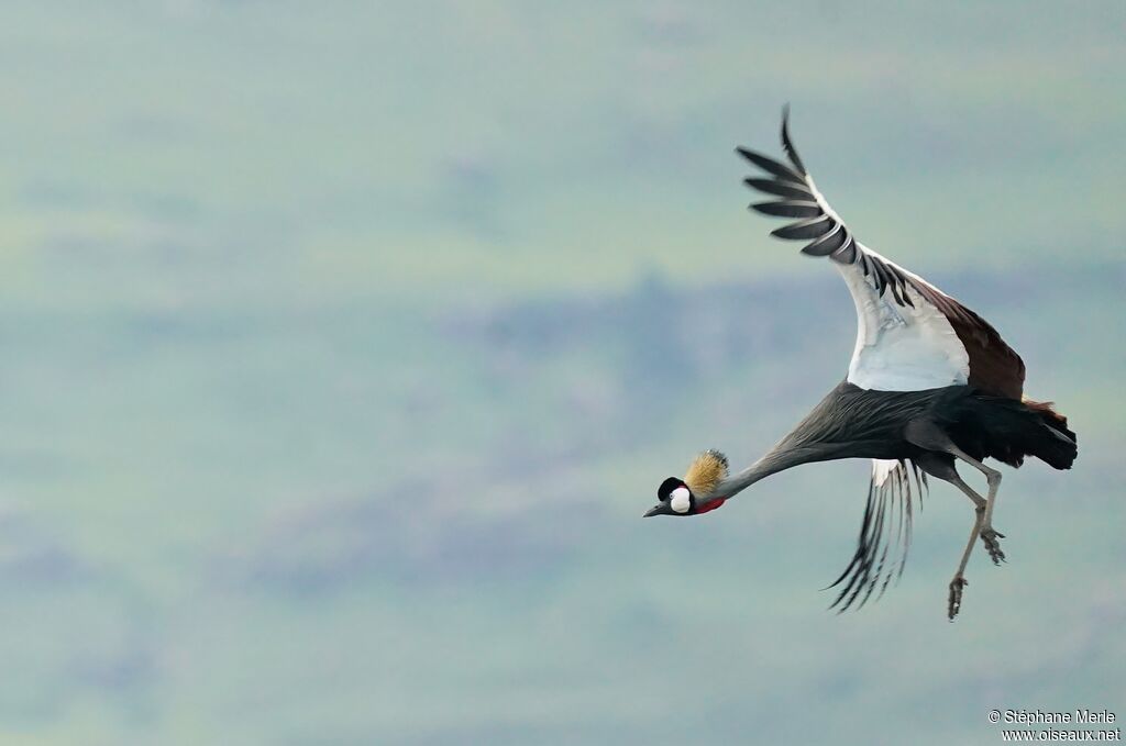 Grey Crowned Craneadult