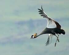 Grey Crowned Crane