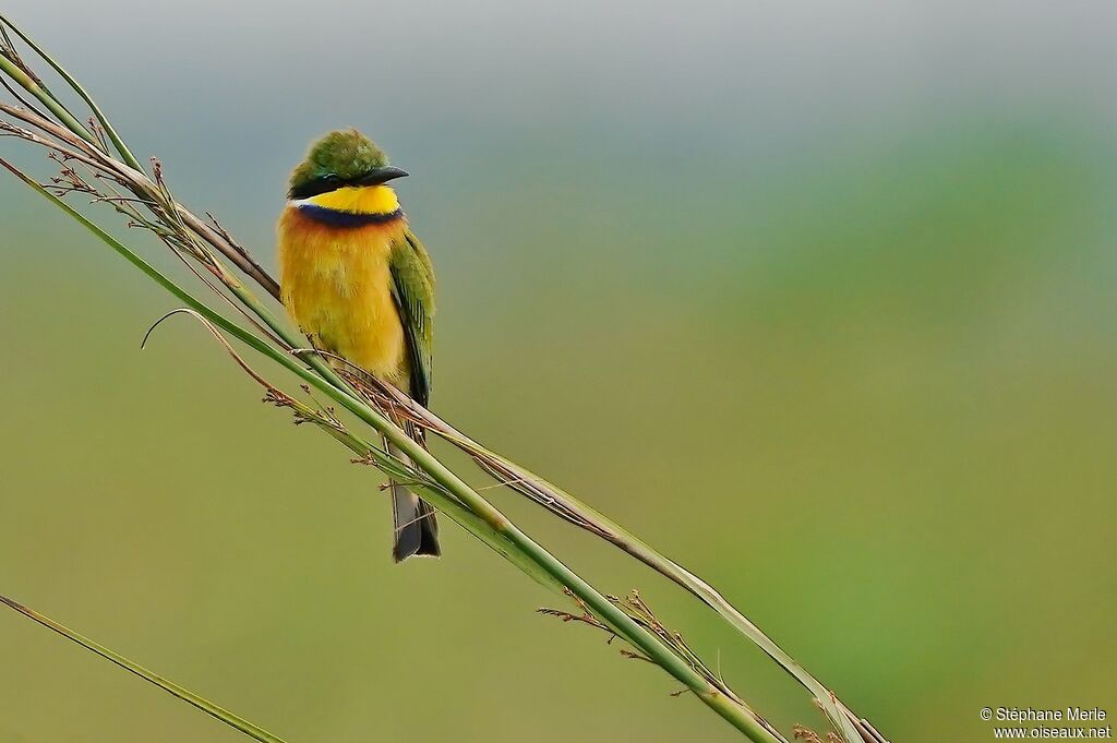 Blue-breasted Bee-eateradult