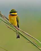 Blue-breasted Bee-eater