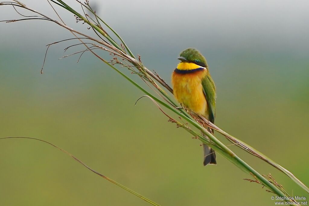 Blue-breasted Bee-eateradult