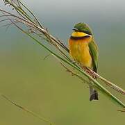 Blue-breasted Bee-eater