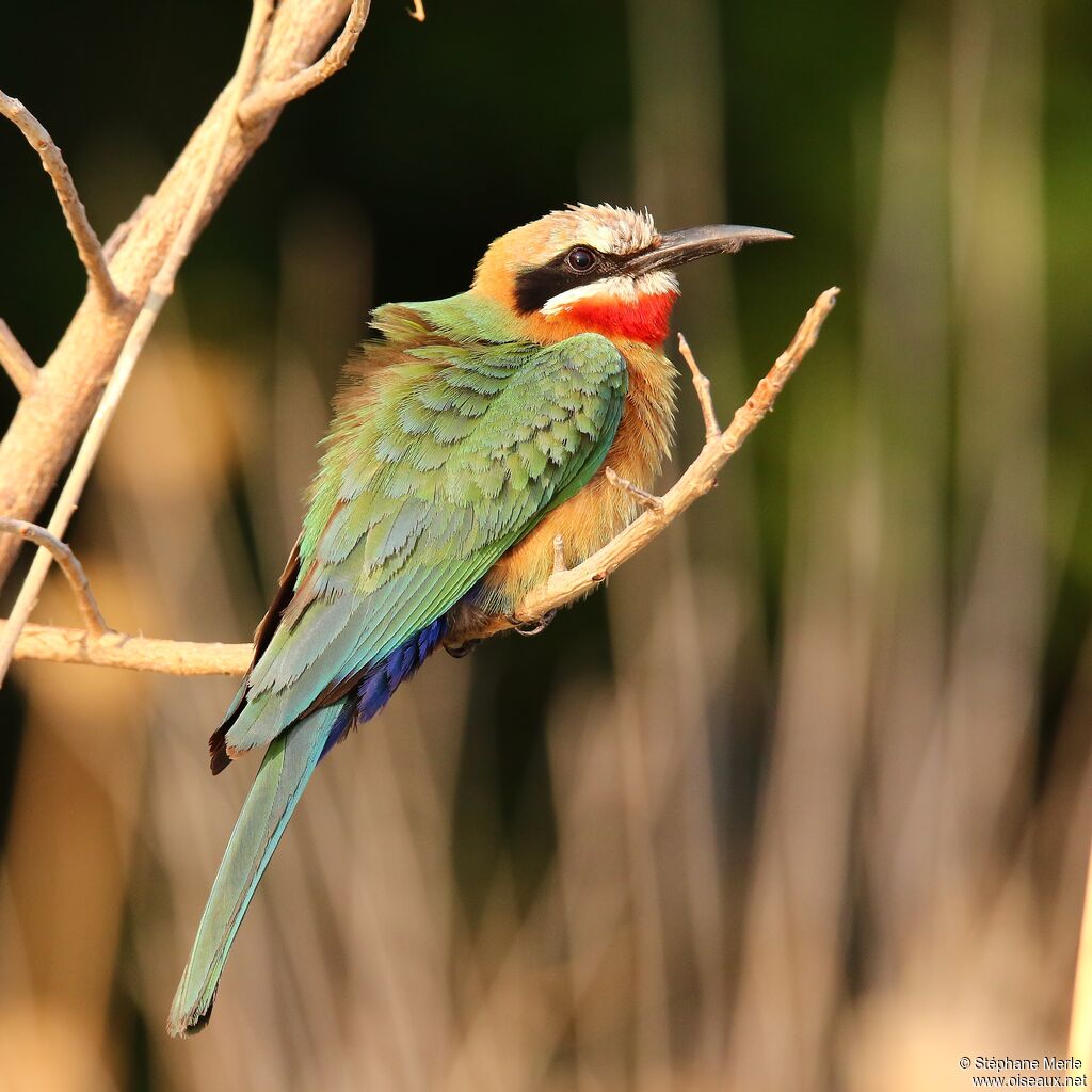 White-fronted Bee-eateradult