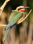 White-fronted Bee-eater