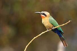 White-fronted Bee-eater