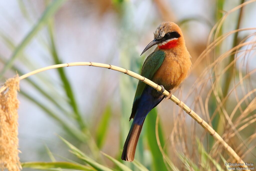 White-fronted Bee-eater