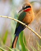 White-fronted Bee-eater