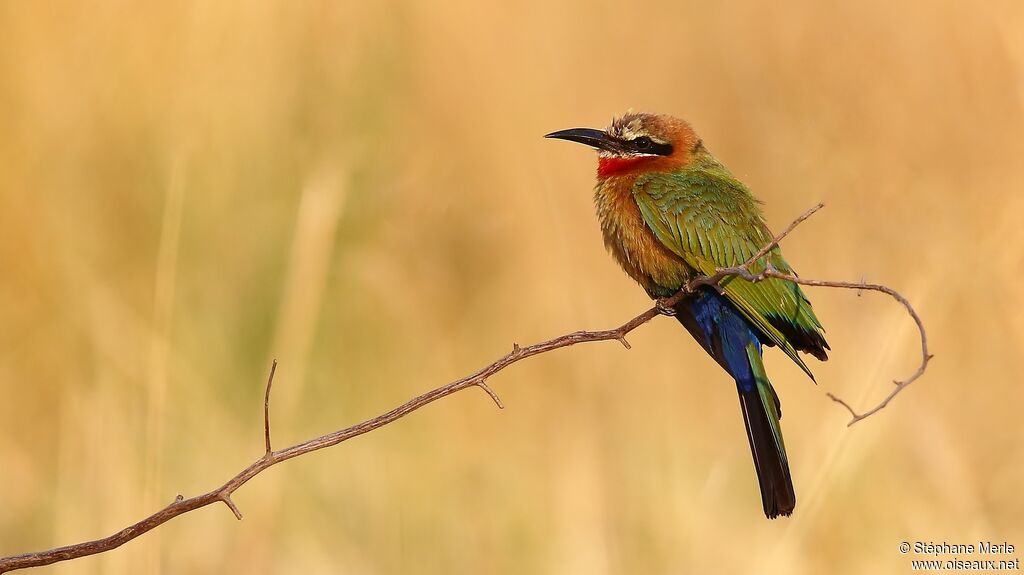 White-fronted Bee-eater