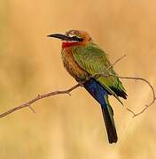 White-fronted Bee-eater