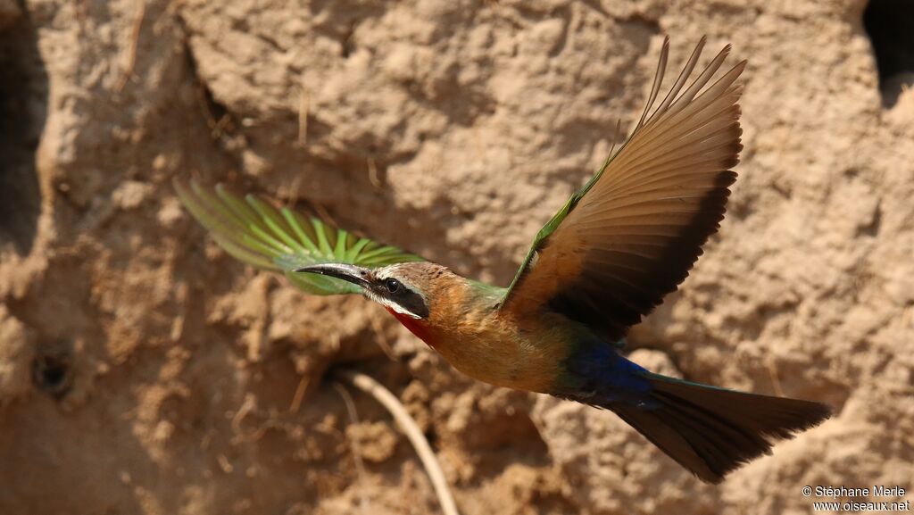 White-fronted Bee-eater