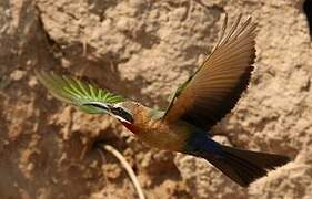 White-fronted Bee-eater