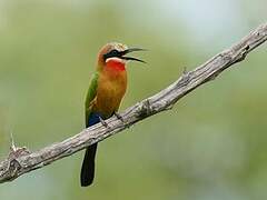 White-fronted Bee-eater