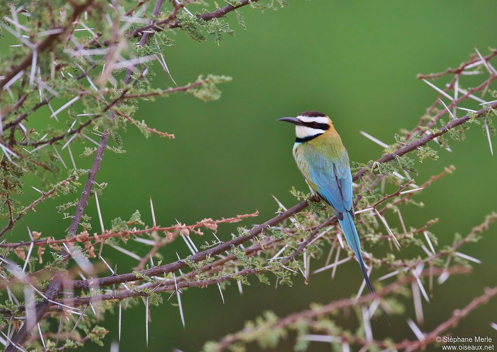 White-throated Bee-eateradult