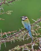 White-throated Bee-eater