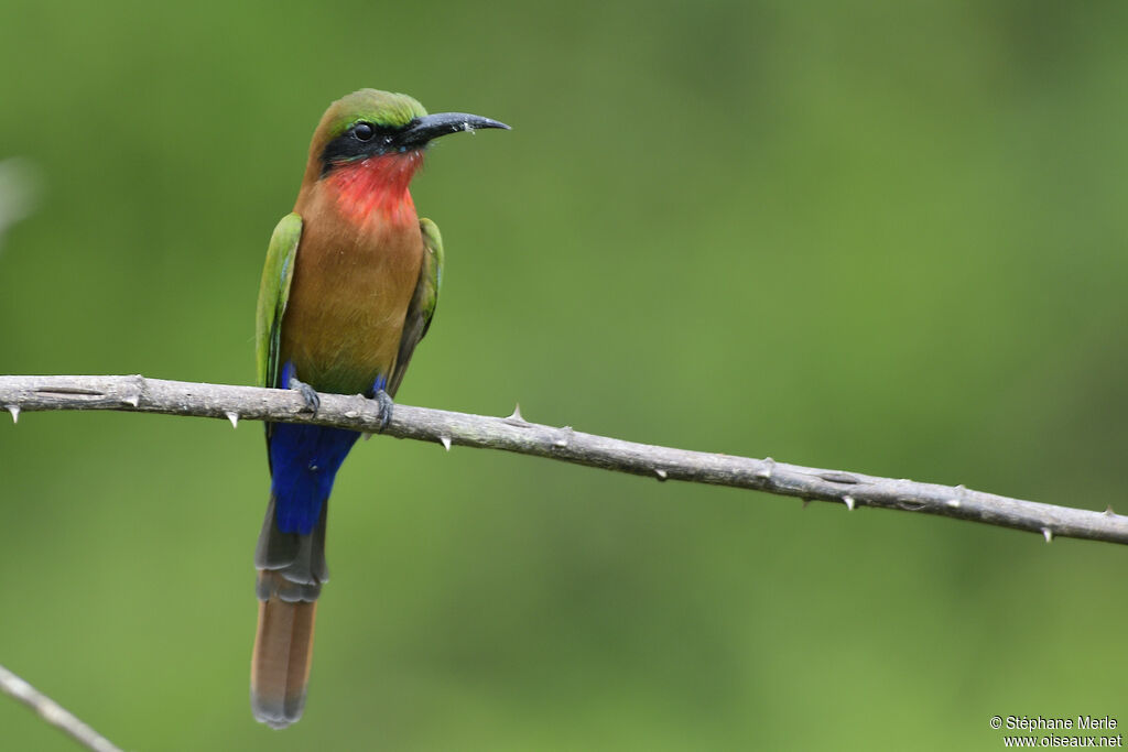 Red-throated Bee-eateradult