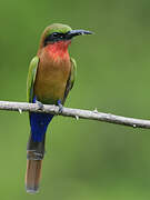 Red-throated Bee-eater