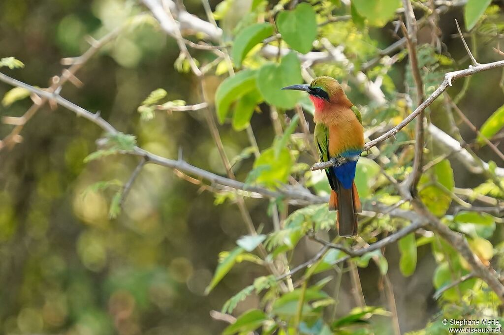 Red-throated Bee-eateradult