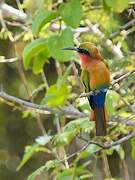 Red-throated Bee-eater