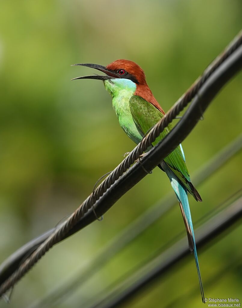 Guêpier à gorge verte
