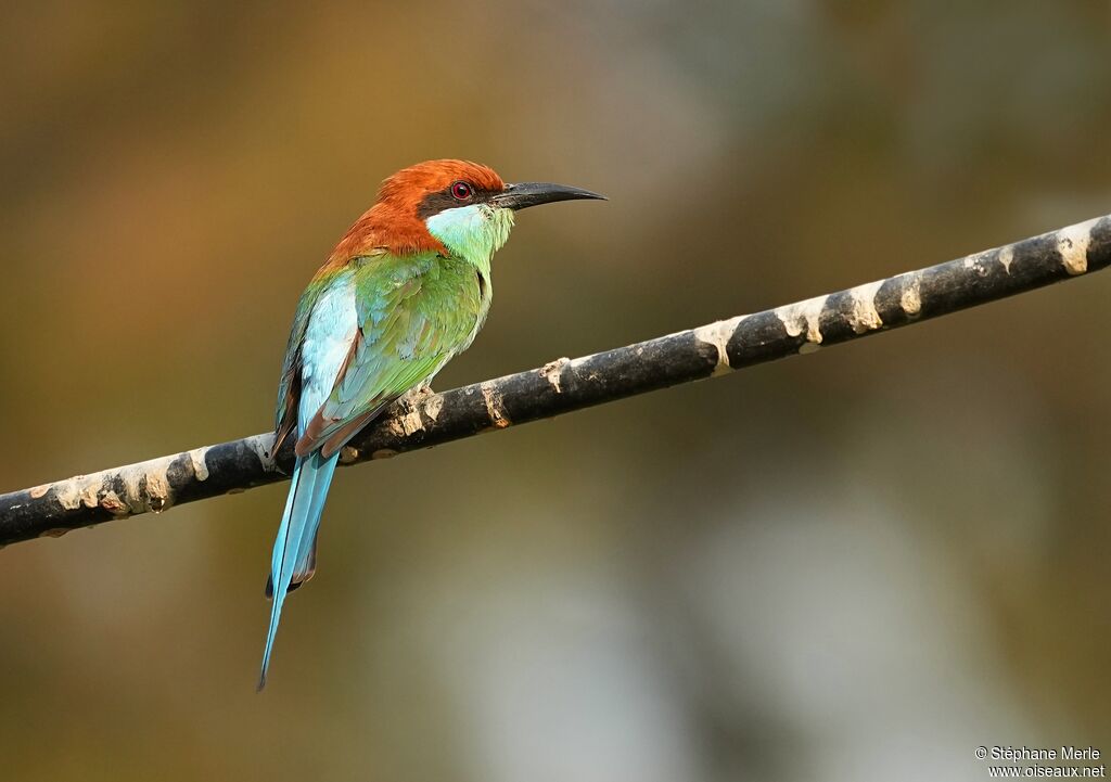 Guêpier à gorge verte