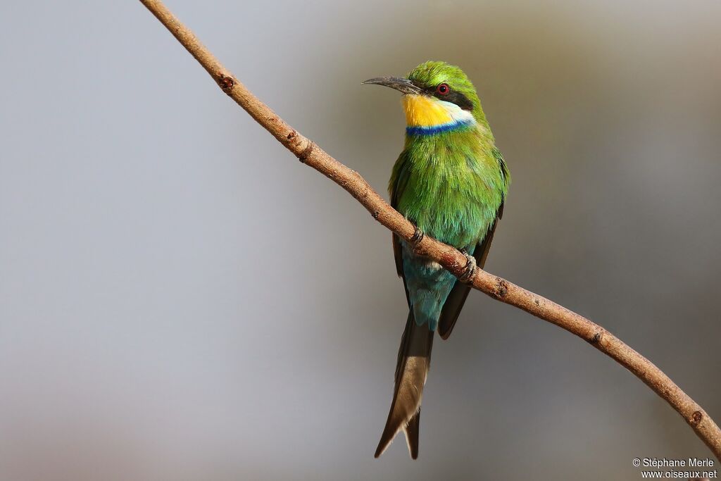 Swallow-tailed Bee-eateradult