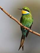 Swallow-tailed Bee-eater