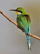 Swallow-tailed Bee-eater