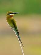 Blue-tailed Bee-eater