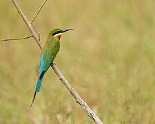 Blue-tailed Bee-eater