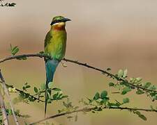 Blue-tailed Bee-eater