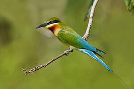 Blue-tailed Bee-eater