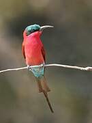 Southern Carmine Bee-eater