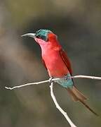 Southern Carmine Bee-eater