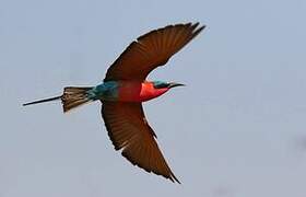 Southern Carmine Bee-eater