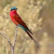 Southern Carmine Bee-eater