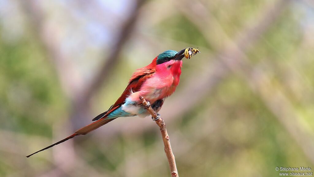 Southern Carmine Bee-eater