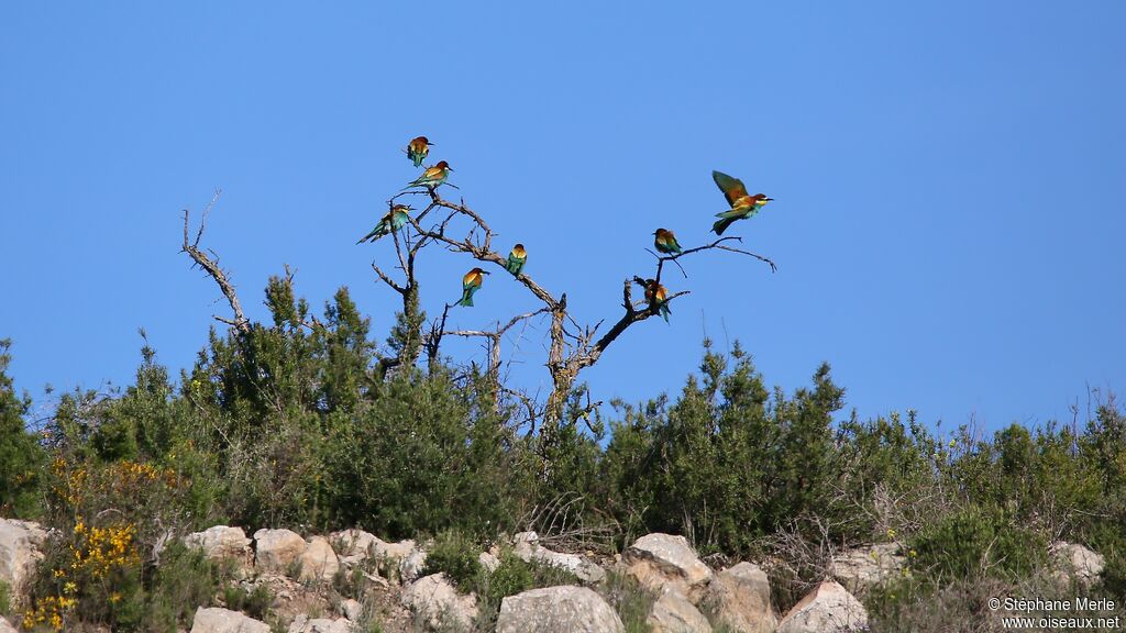 European Bee-eater