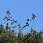 European Bee-eater