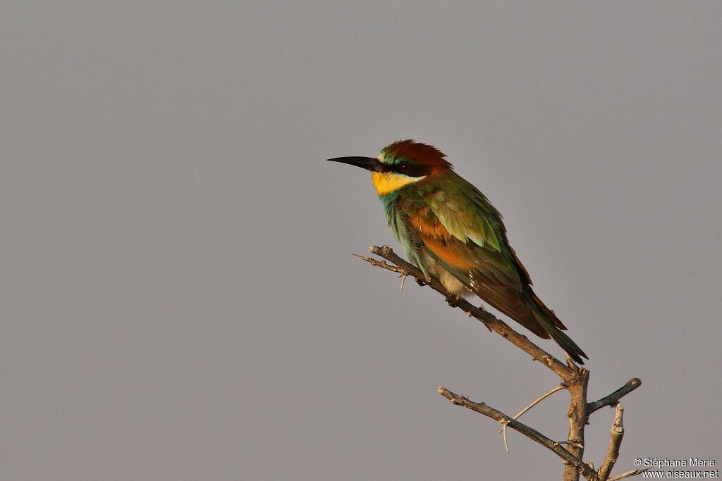 European Bee-eater