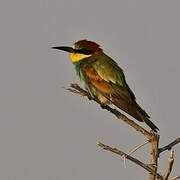 European Bee-eater