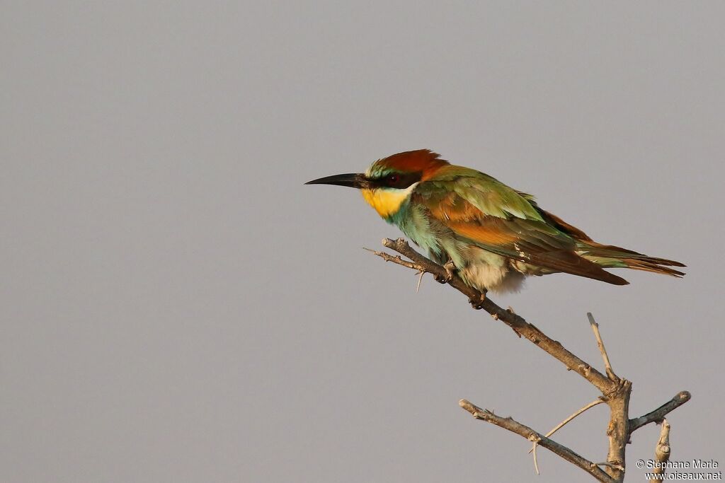 European Bee-eater