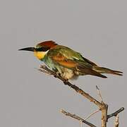 European Bee-eater