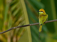 Asian Green Bee-eater