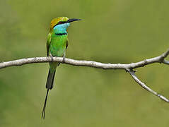 Asian Green Bee-eater