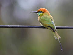 Asian Green Bee-eater