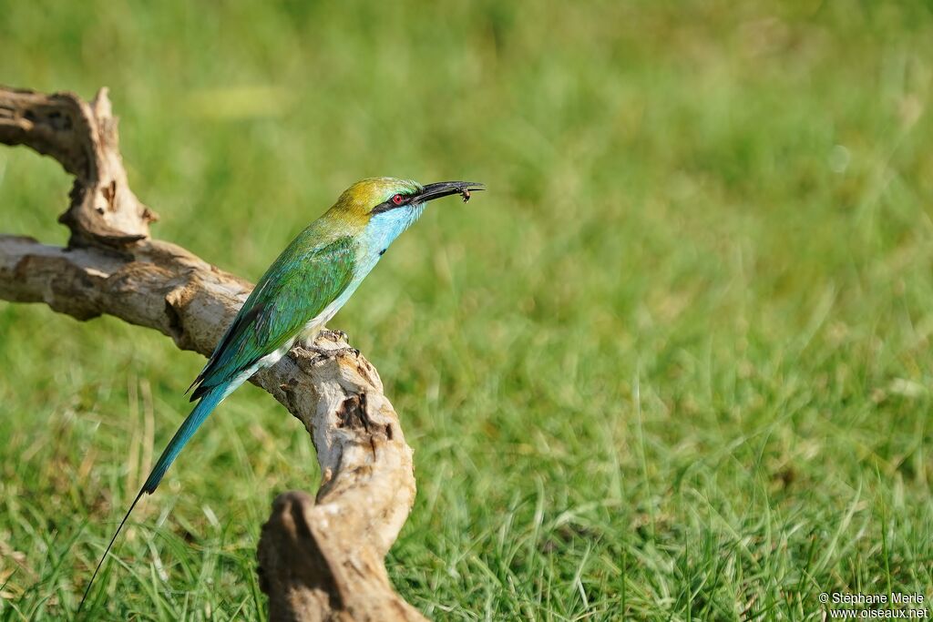 Asian Green Bee-eater