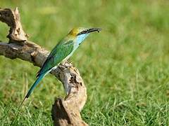 Asian Green Bee-eater